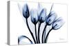 Marvelous Indigo Tulips 2-Albert Koetsier-Stretched Canvas