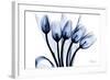 Marvelous Indigo Tulips 2-Albert Koetsier-Framed Art Print