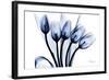 Marvelous Indigo Tulips 2-Albert Koetsier-Framed Art Print