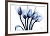 Marvelous Indigo Tulips 2-Albert Koetsier-Framed Art Print