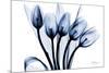 Marvelous Indigo Tulips 2-Albert Koetsier-Mounted Art Print