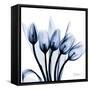 Marvelous Indigo Tulips-Albert Koetsier-Framed Stretched Canvas