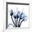 Marvelous Indigo Tulips-Albert Koetsier-Framed Art Print