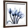 Marvelous Indigo Tulips-Albert Koetsier-Framed Art Print