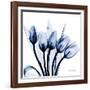 Marvelous Indigo Tulips-Albert Koetsier-Framed Art Print