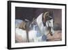 Marwari Horse II-Jennifer Wright-Framed Giclee Print