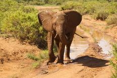 African Elephant-Mary Ann McDonald-Photographic Print