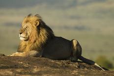African Male Lion-Mary Ann McDonald-Photographic Print