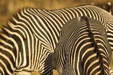 Grevy's Zebra-Mary Ann McDonald-Photographic Print