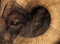 Head of American Bighorn Sheep-Mary Ann McDonald-Framed Stretched Canvas