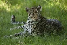 Leopard in Grass-Mary Ann McDonald-Photographic Print