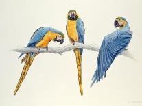 Blue and Yellow Macaws-Mary Clare Critchley-Salmonson-Giclee Print