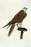 Portrait of a Female Saker Falcon, 1988-Mary Clare Critchley-Salmonson-Giclee Print