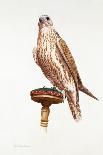 Portrait of a Female Saker Falcon, 1988-Mary Clare Critchley-Salmonson-Giclee Print