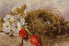 A Still Life of Blossom Tulips and a Birds Nest on a Ledge-Mary Elizabeth Duffield-Stretched Canvas