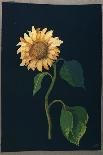 Sunflower-Mary Granville Delany-Stretched Canvas