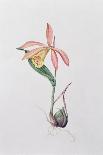 Pleione Formosana Alba-Mary Kenyon-Slaney-Premium Giclee Print