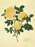Double Yellow Rose-Mary Lawrence-Art Print
