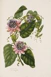 Passion Flowers, circa 1796-1799-Mary Lawrence-Framed Giclee Print