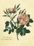 Frontispiece of Roses, Collection of Roses from Nature-Mary Lawrence-Giclee Print