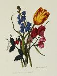 Sweet Pea and Tulip, Sketches of Flowers from Nature-Mary Lawrence-Giclee Print