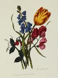 Frontispiece of Roses, Collection of Roses from Nature-Mary Lawrence-Giclee Print