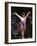 Mary Lou Retton in the Competition-null-Framed Photographic Print