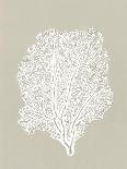 Sea Fan 5-Mary Margaret Briggs-Giclee Print