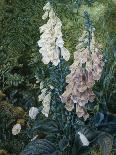 Still Life of Lilies and Roses-Mary Margetts-Mounted Giclee Print