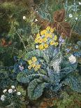 A Still Life of Polyanthus and Butterfly-Mary Margetts-Giclee Print