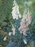 Still Life of Lilies and Roses-Mary Margetts-Stretched Canvas