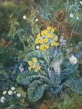 A Still Life of Polyanthus and Butterfly-Mary Margetts-Giclee Print