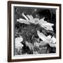 Mary Mary-Ruth Palmer-Framed Art Print