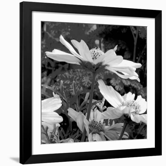 Mary Mary-Ruth Palmer-Framed Art Print