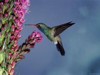 Broad Billed Hummingbird (Cynanthus Latirostris) Az, USA Madera Canyon, Arizona-Mary Mcdonald-Photographic Print
