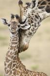 Masai giraffe mother nuzzling baby, Masai Mara, Kenya-Mary McDonald-Photographic Print