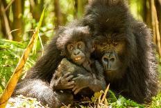 Mountain gorilla hugging infant, Rwanda-Mary McDonald-Photographic Print