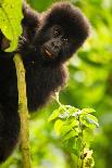 Mountain gorilla hugging infant, Rwanda-Mary McDonald-Photographic Print