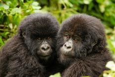 Mountain gorilla with infants playing on his back, Rwanda-Mary McDonald-Photographic Print