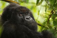 Mountain gorilla silverback sitting among Lobelia, Rwanda-Mary McDonald-Photographic Print