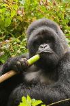 Mountain gorilla silverback sitting among Lobelia, Rwanda-Mary McDonald-Photographic Print