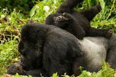 Mountain gorilla hugging infant, Rwanda-Mary McDonald-Photographic Print