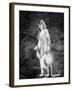 Mary Pickford, c.1921-null-Framed Photo