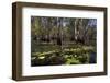 Mary River Floodplains with Water Lilies-Ivonnewierink-Framed Photographic Print