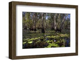 Mary River Floodplains with Water Lilies-Ivonnewierink-Framed Photographic Print