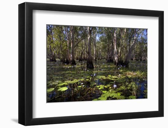 Mary River Floodplains with Water Lilies-Ivonnewierink-Framed Photographic Print