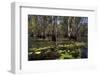 Mary River Floodplains with Water Lilies-Ivonnewierink-Framed Photographic Print