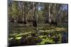 Mary River Floodplains with Water Lilies-Ivonnewierink-Mounted Photographic Print