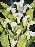 Iris and Tulips-Mary Russel-Giclee Print