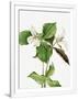 Gramercy White